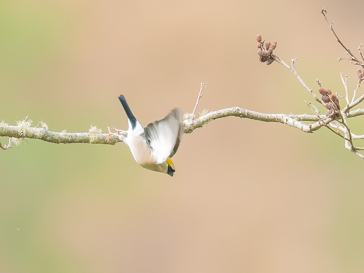 Red-headed Bullfinch - ML620441073