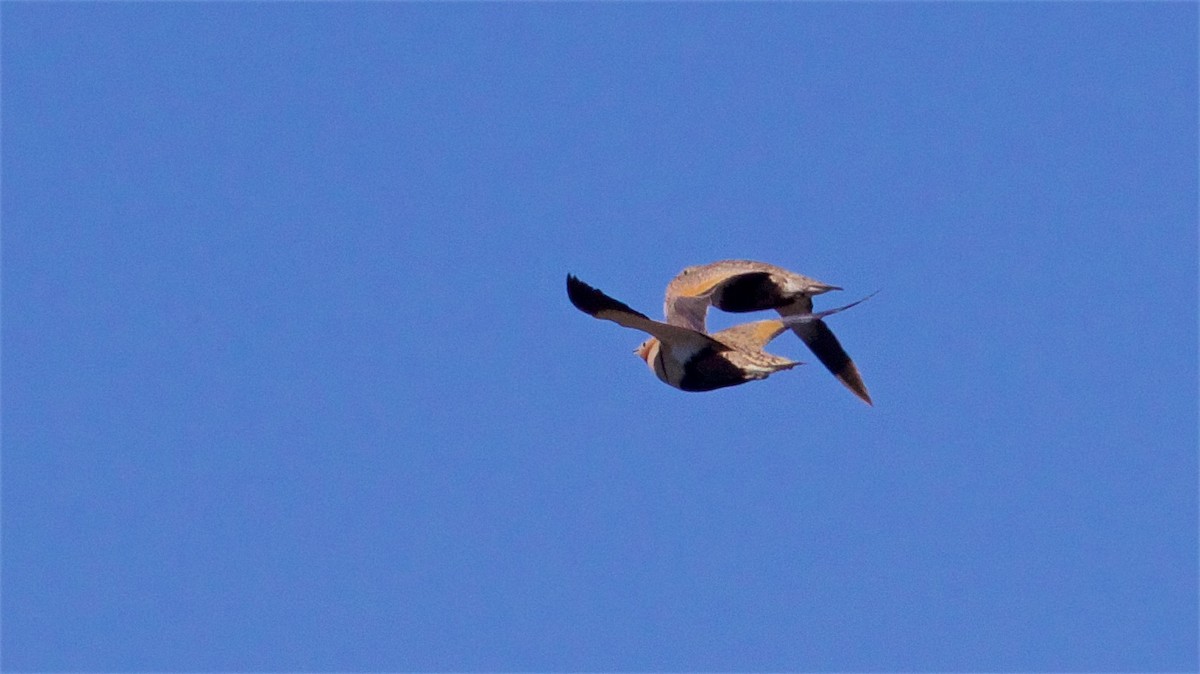 Black-bellied Sandgrouse - ML620441079