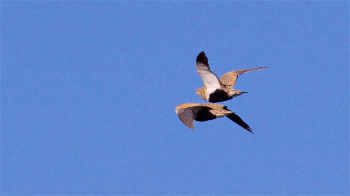 Black-bellied Sandgrouse - ML620441080