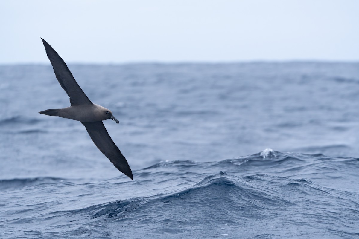 Sooty Albatross - ML620441089