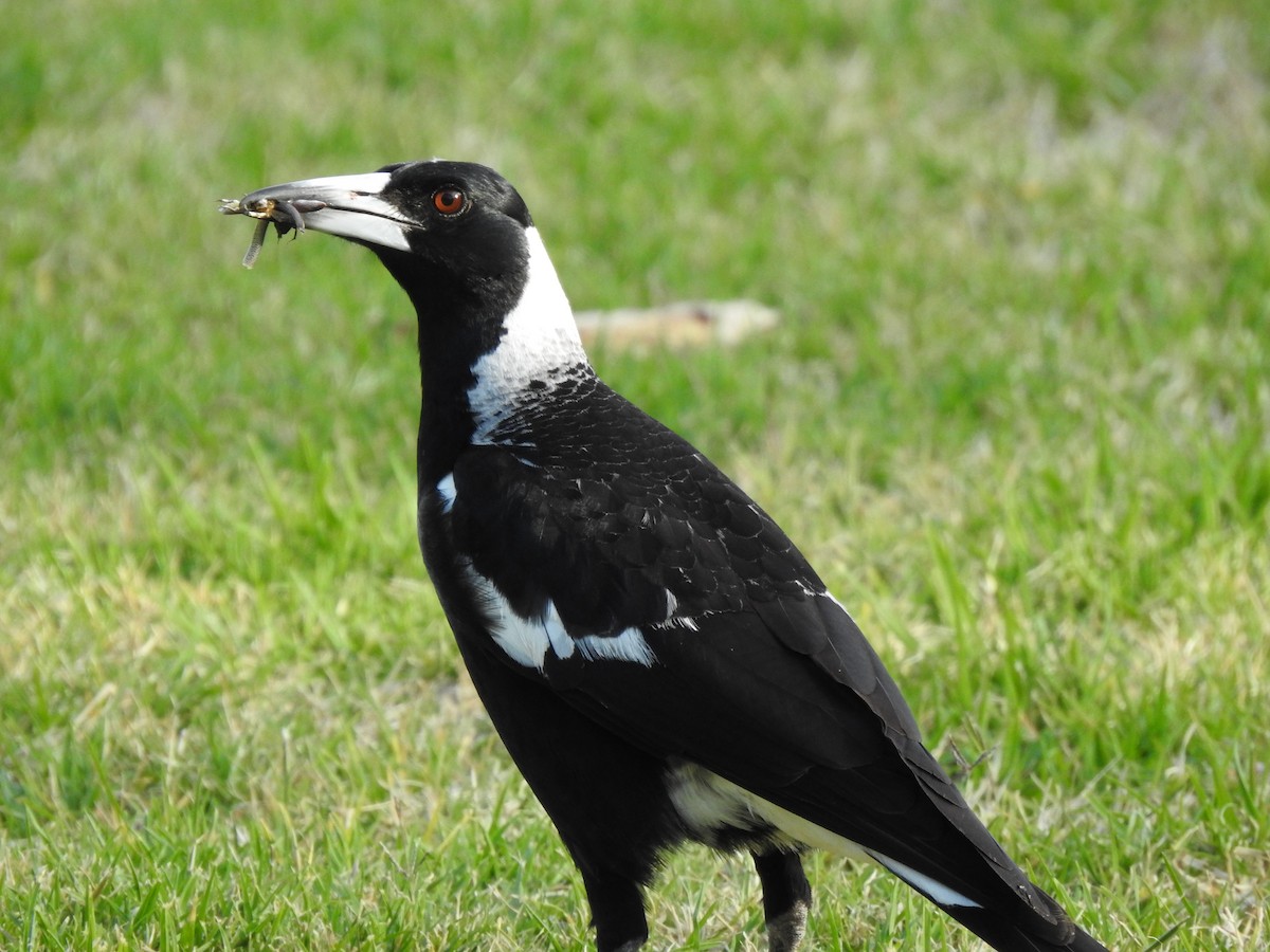 Australian Magpie - ML620441090