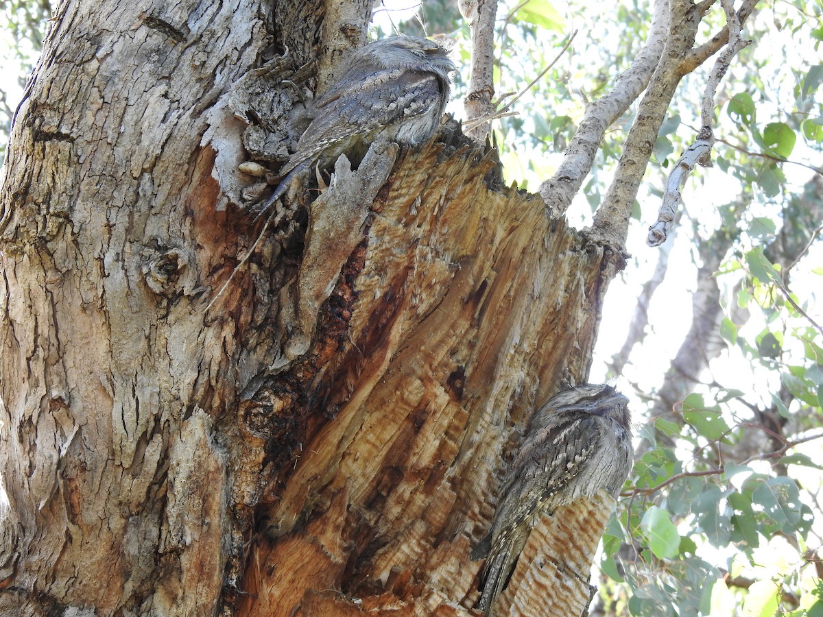 Tawny Frogmouth - ML620441091