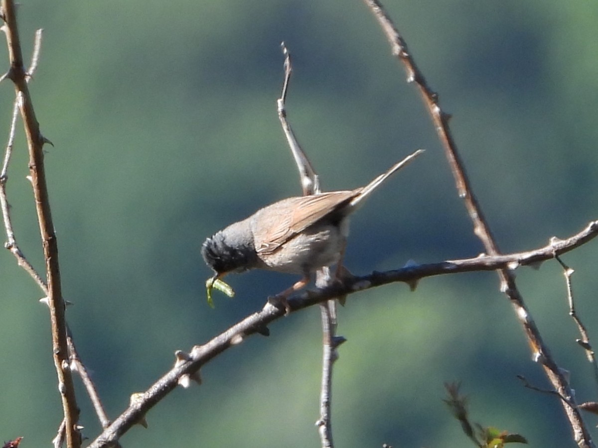 Spectacled Warbler - ML620441094