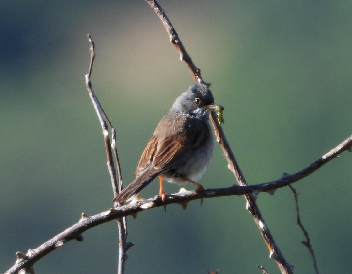 Spectacled Warbler - ML620441095