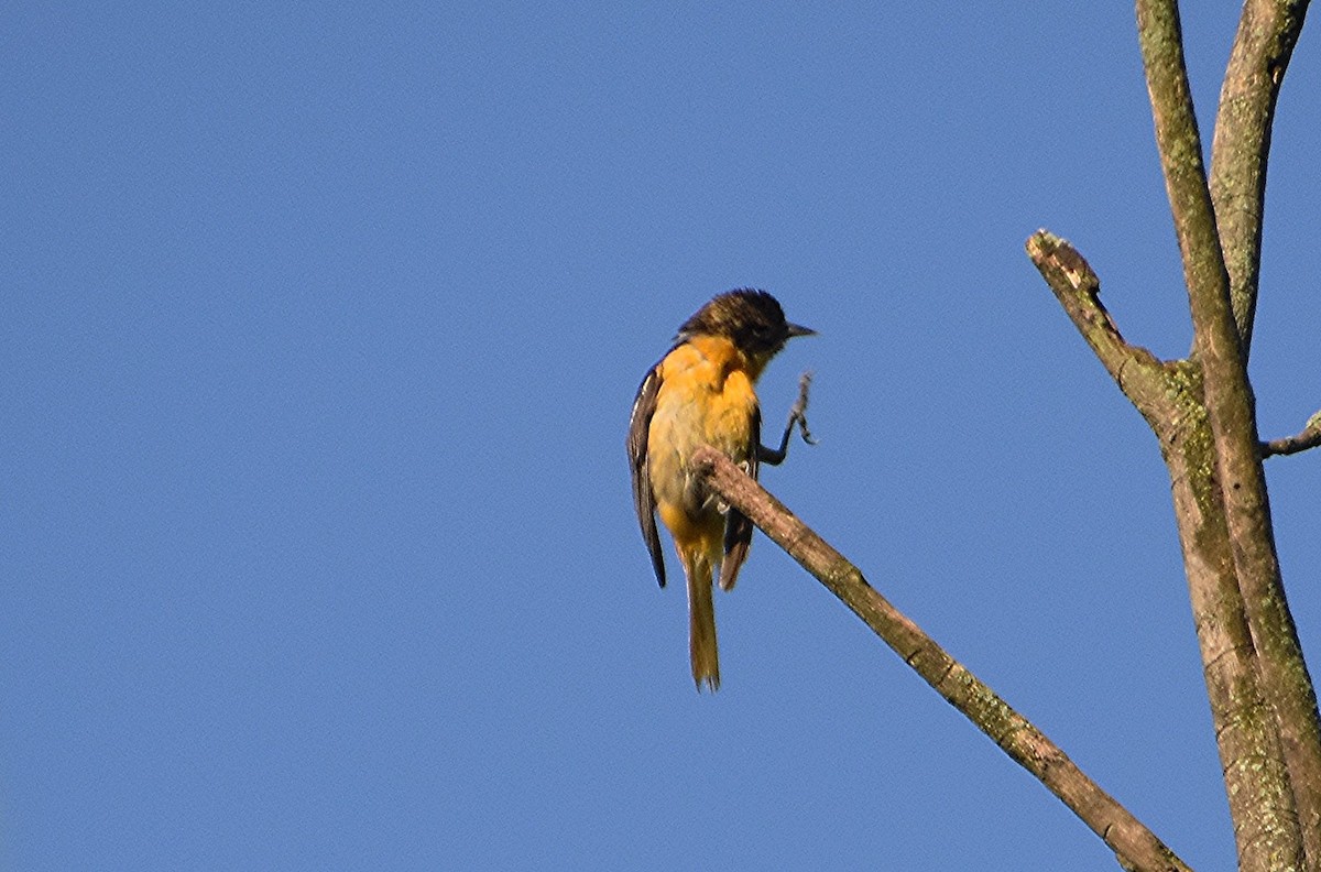 Baltimore Oriole - ML620441096