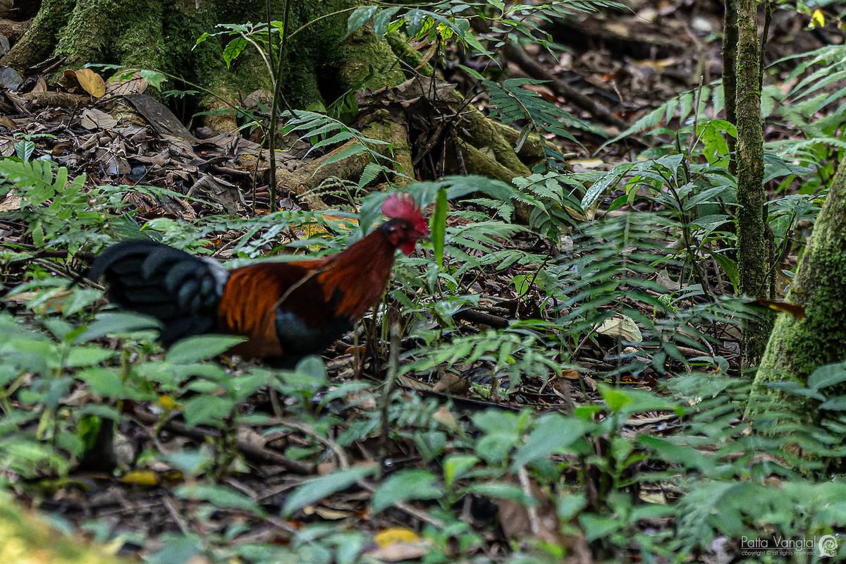 Red Junglefowl - ML620441097