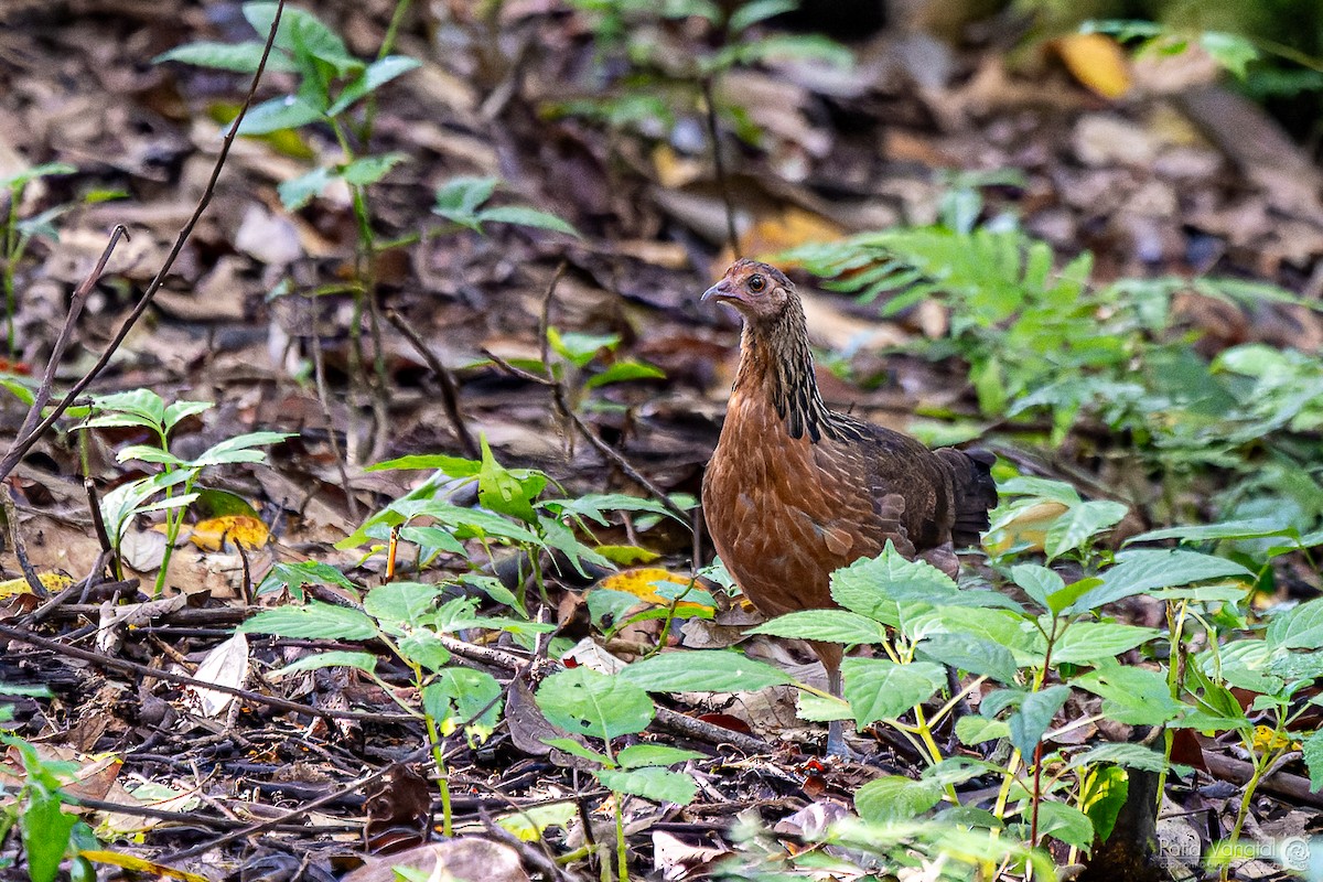 Red Junglefowl - ML620441098