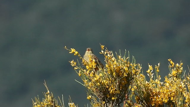 Ortolan Bunting - ML620441099