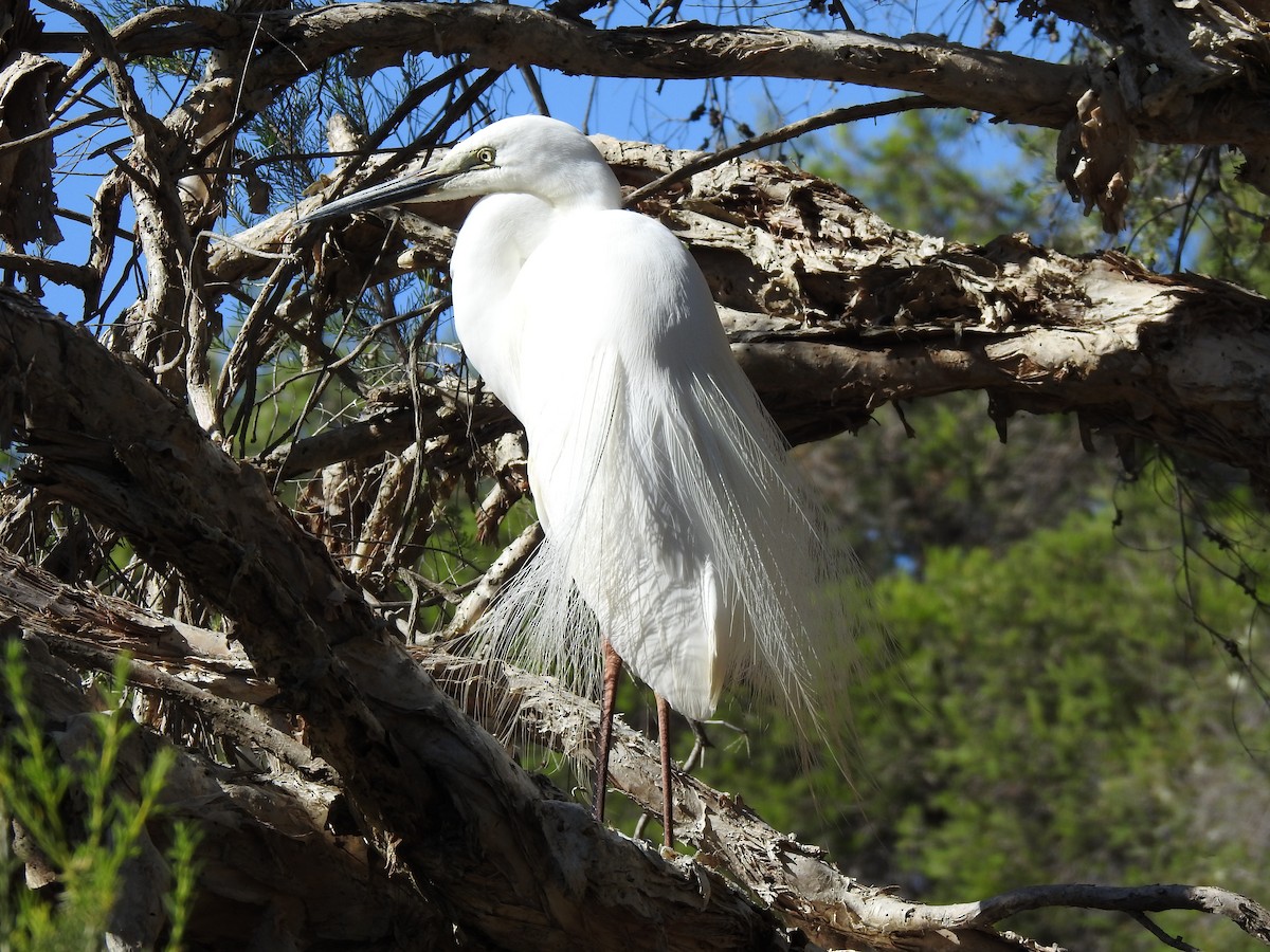 Great Egret - ML620441100