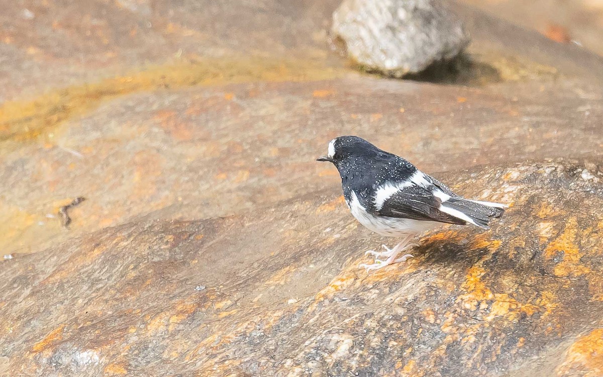 Little Forktail - ML620441105