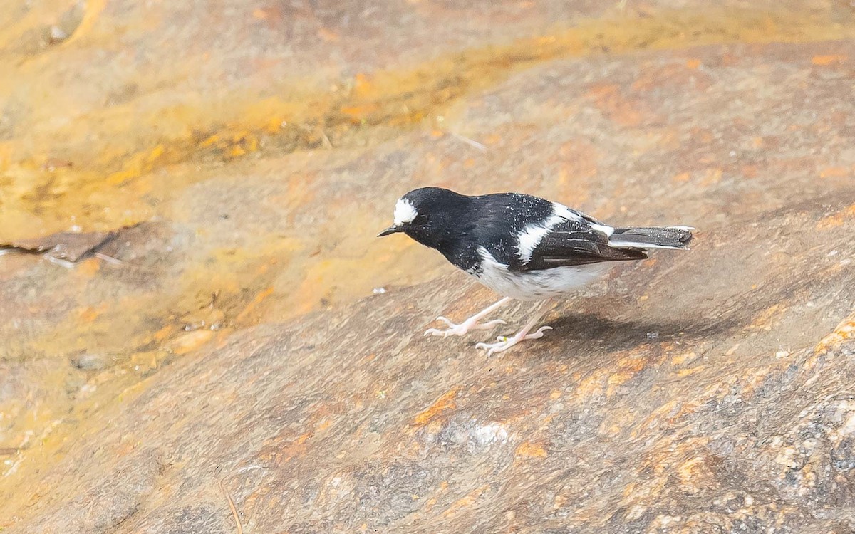 Little Forktail - ML620441107