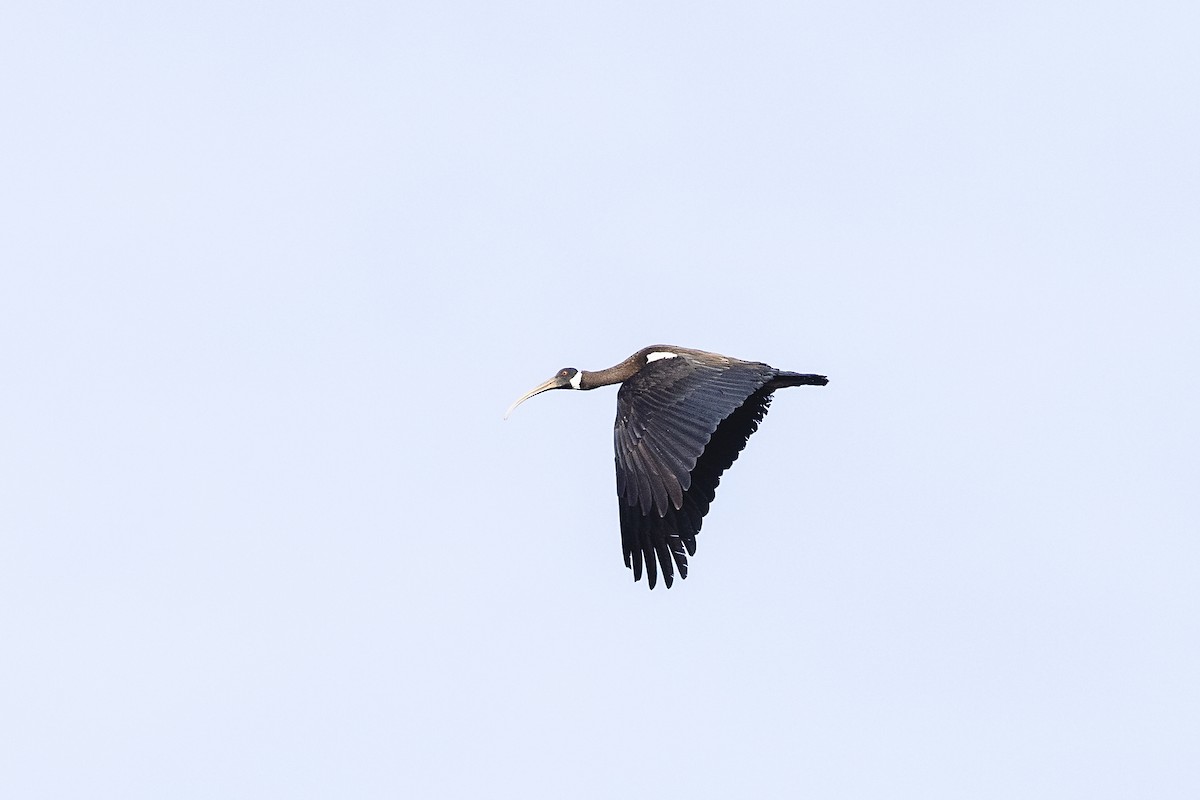 blånakkeibis - ML620441109