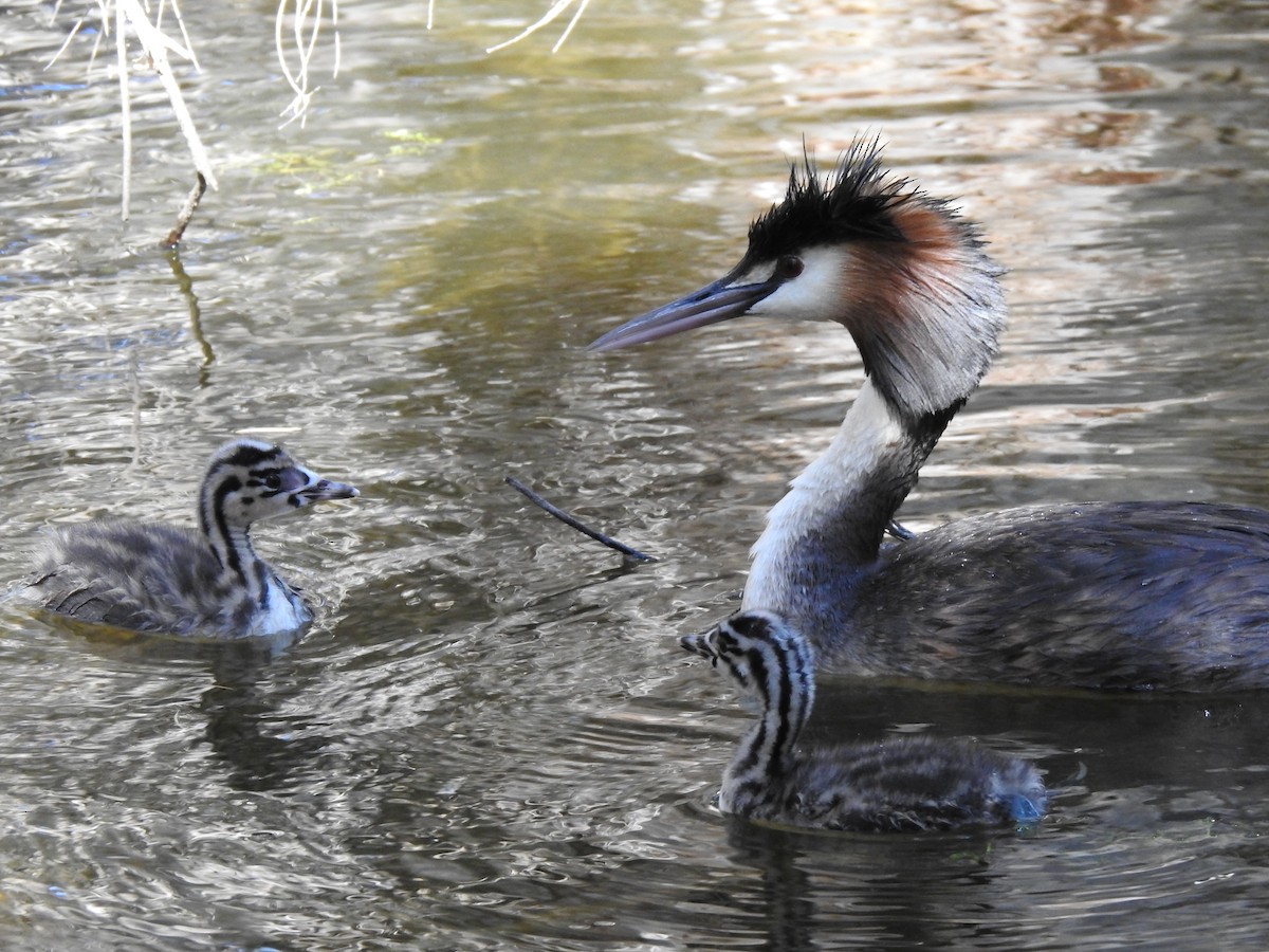 Great Crested Grebe - ML620441111