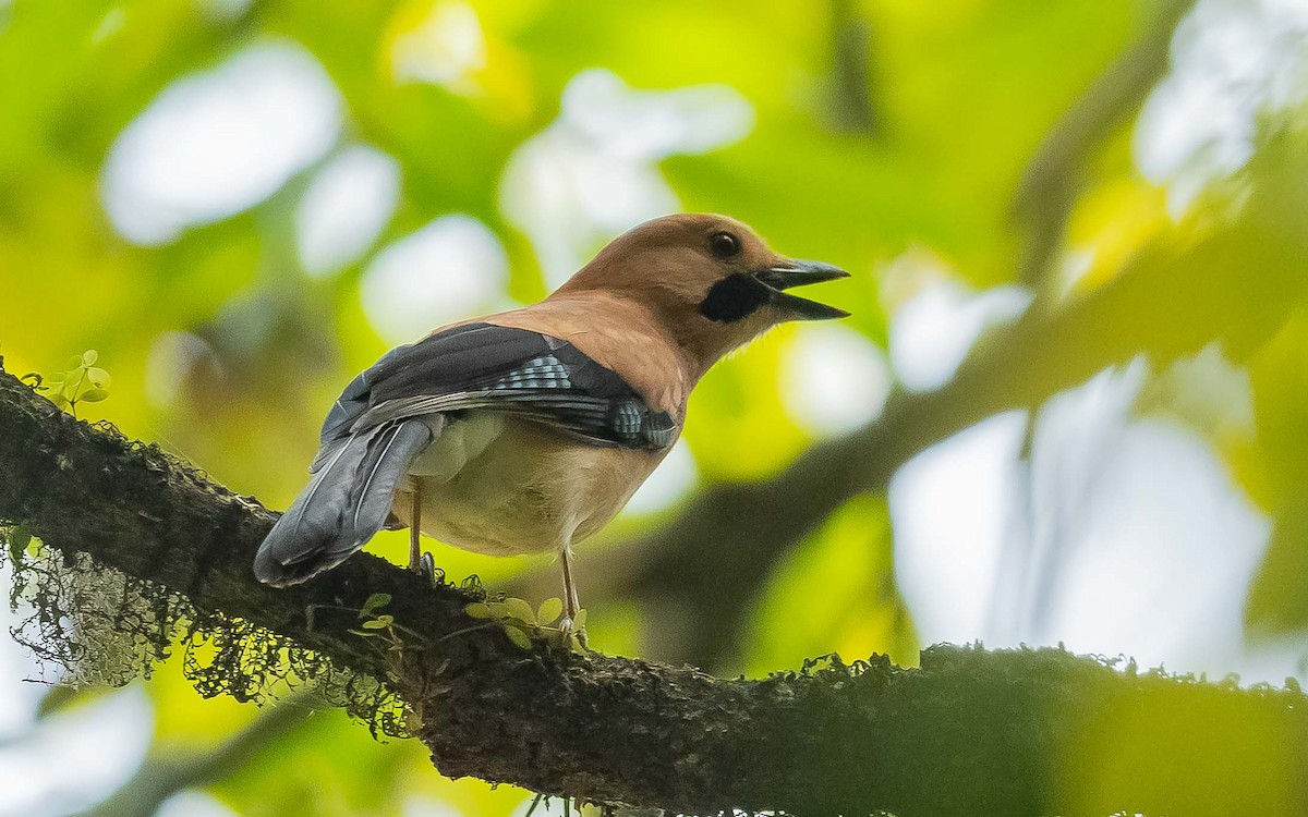 Eurasian Jay - ML620441113