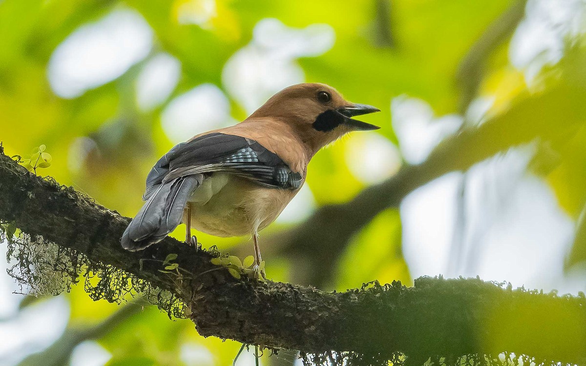 Eurasian Jay - ML620441114