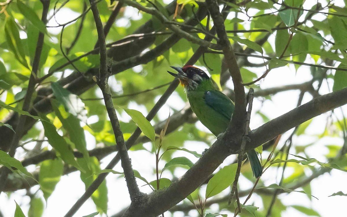 Golden-throated Barbet - ML620441121