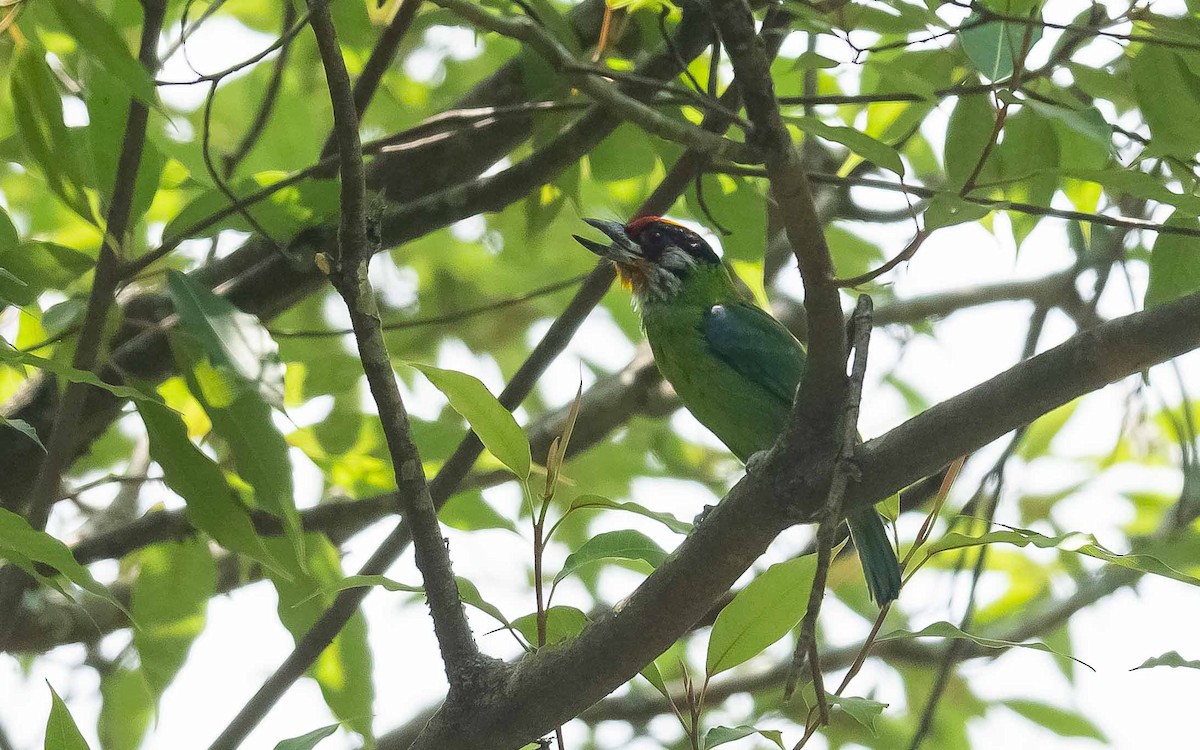 Golden-throated Barbet - ML620441122