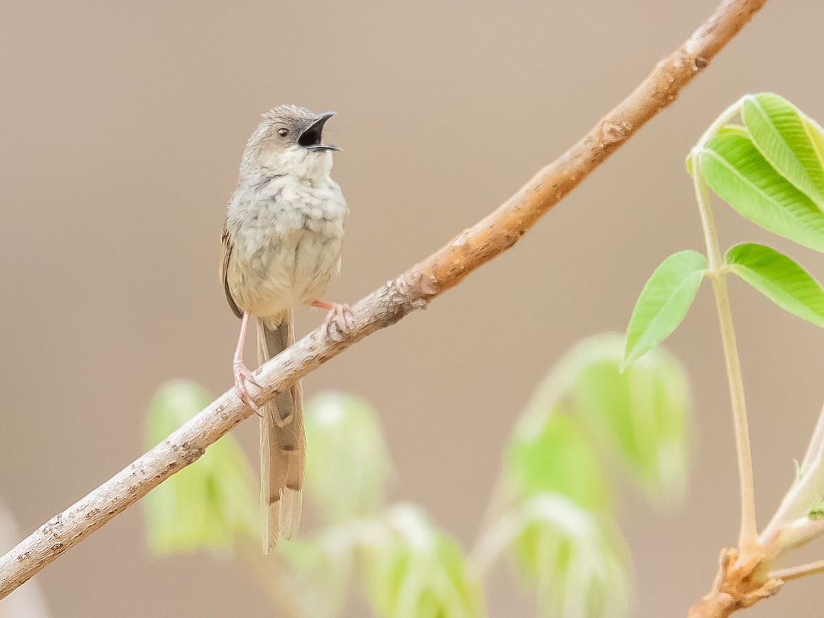 Prinia crinigère - ML620441127