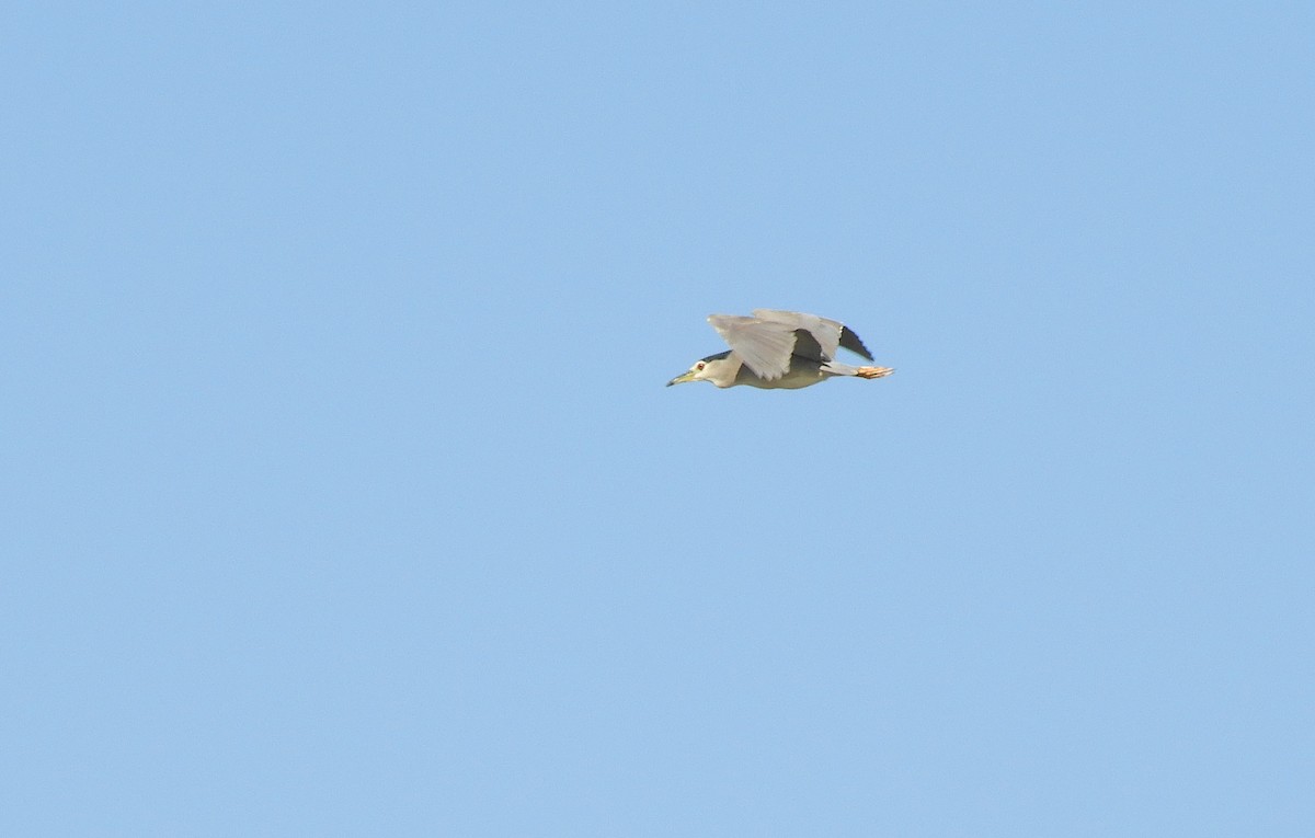 Black-crowned Night Heron - Miroslav Mareš