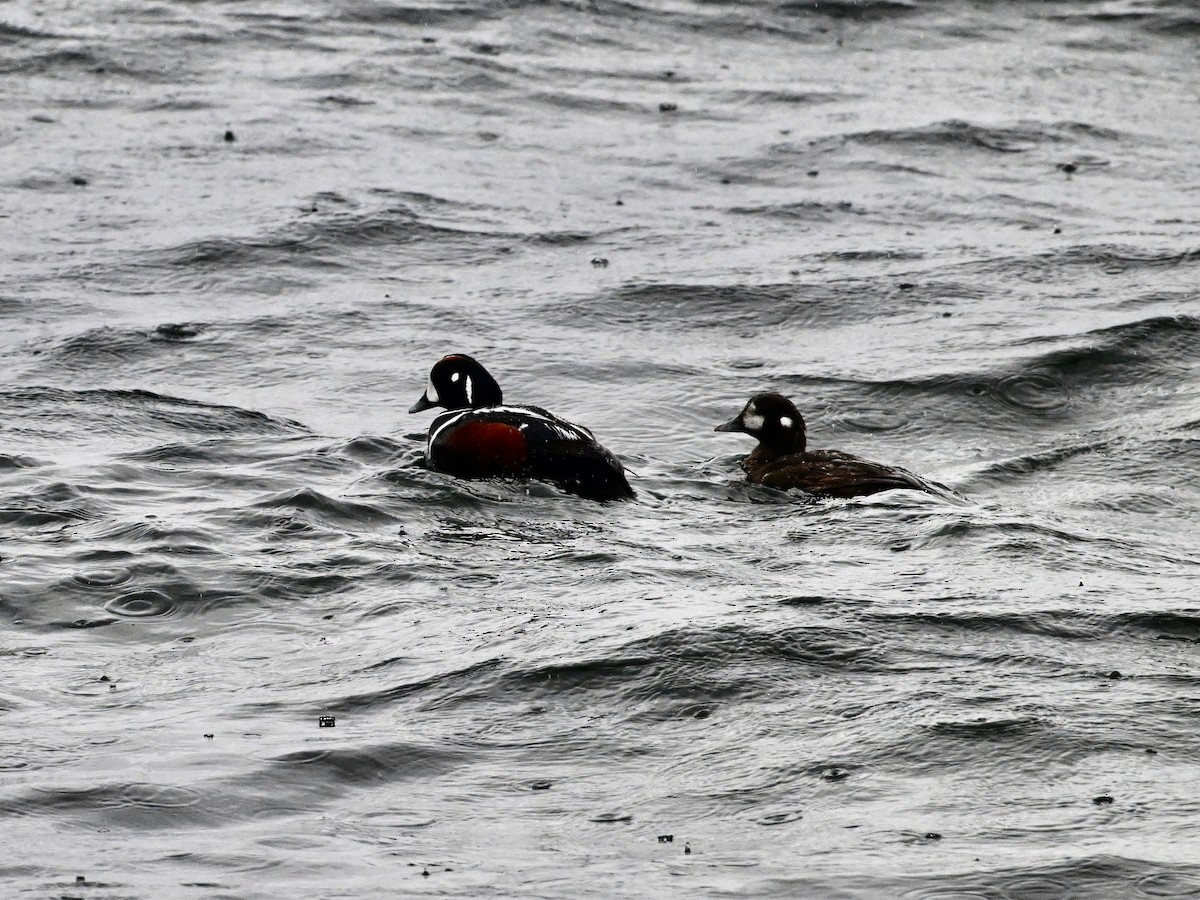 Harlequin Duck - ML620441140