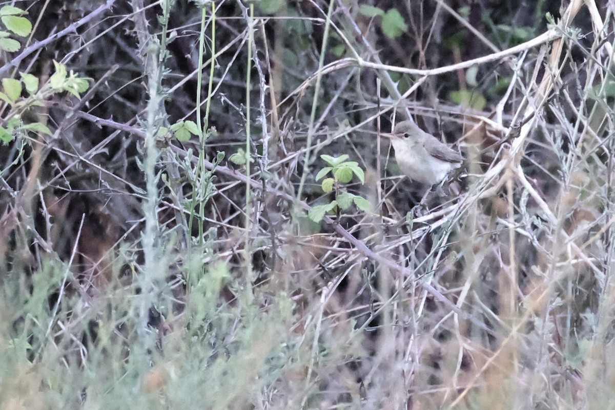 Eastern Olivaceous Warbler - Anonymous
