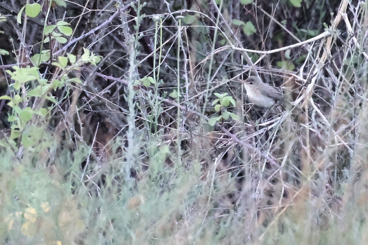 Eastern Olivaceous Warbler - ML620441149