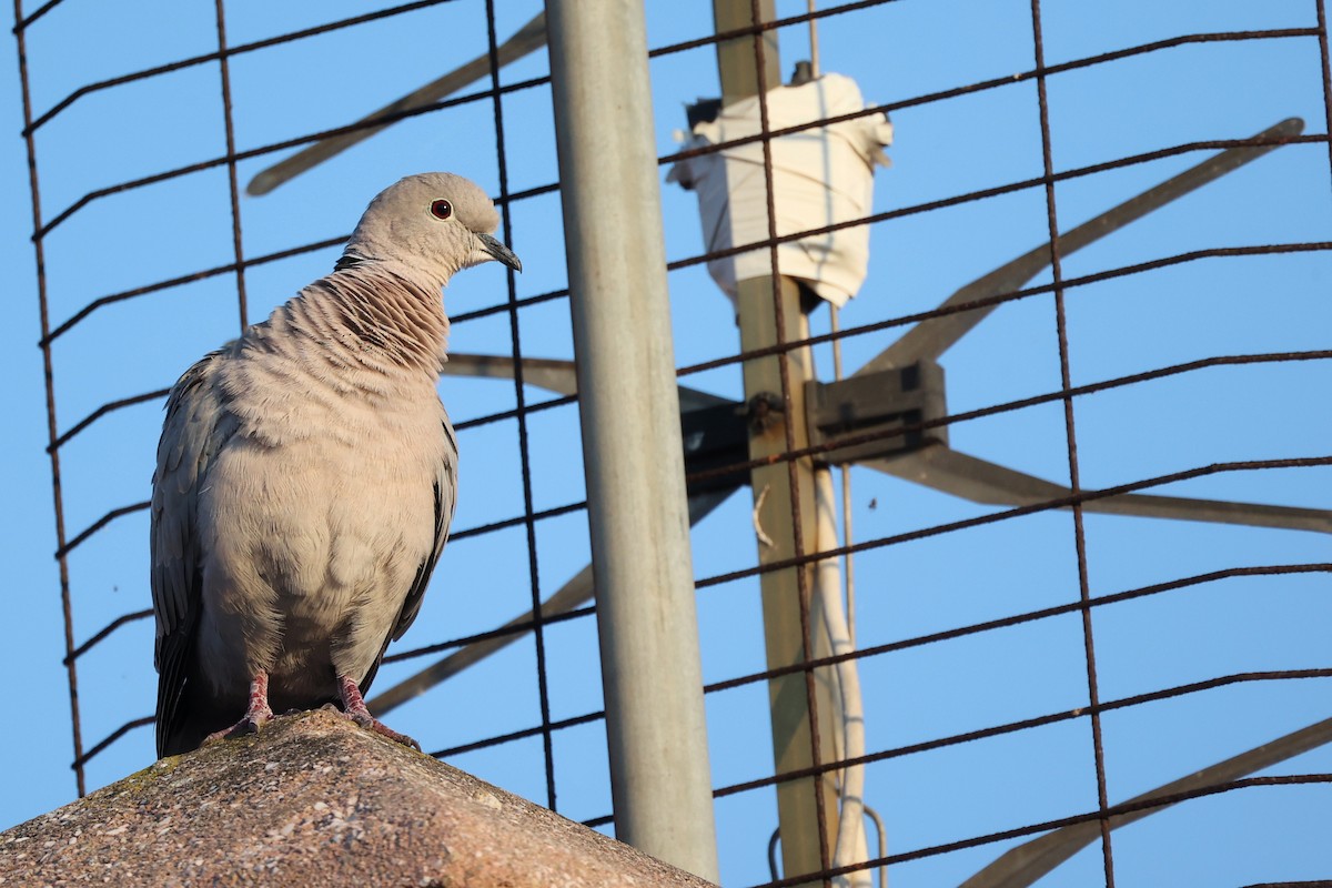 Eurasian Collared-Dove - ML620441151