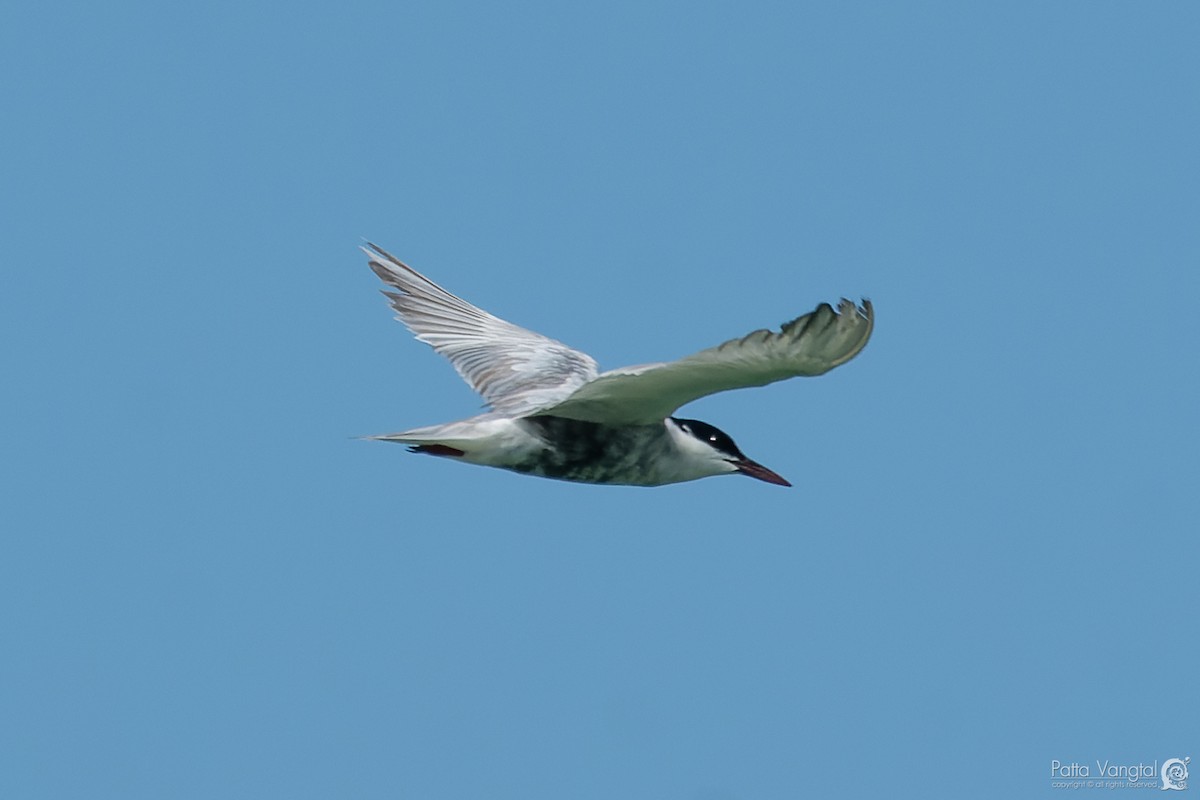 Whiskered Tern - ML620441152