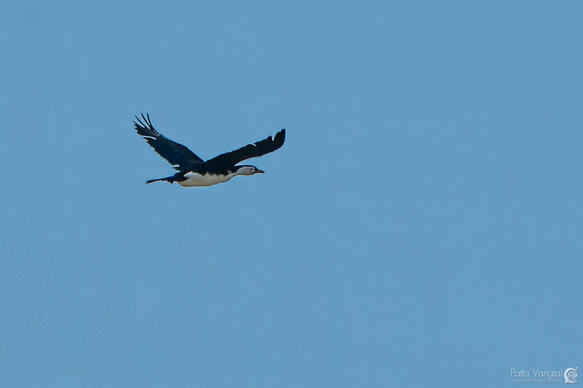 Little Pied Cormorant - ML620441155