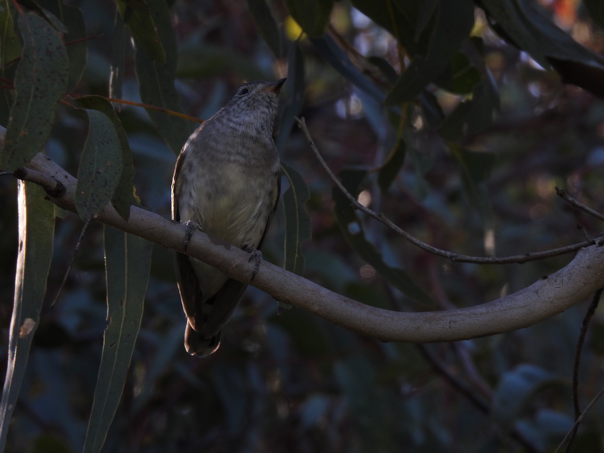 Shining Bronze-Cuckoo - ML620441157