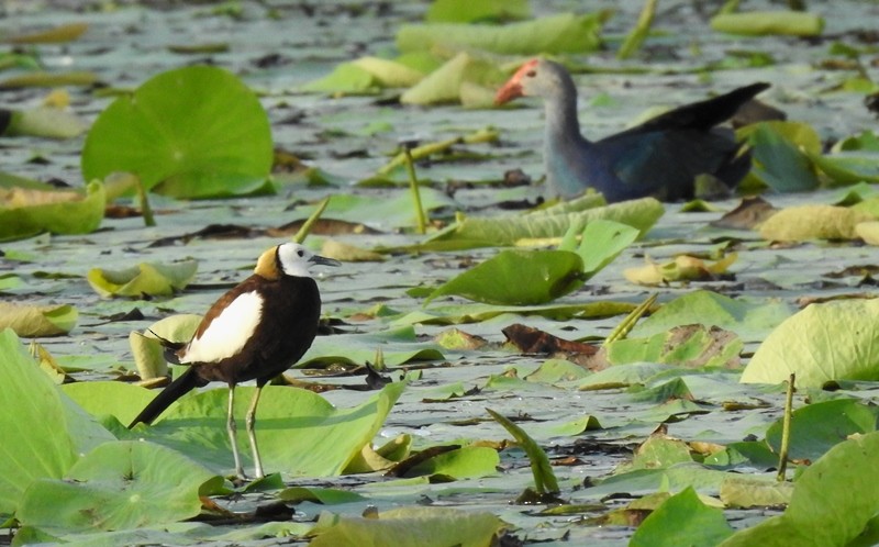 Pheasant-tailed Jacana - ML620441158