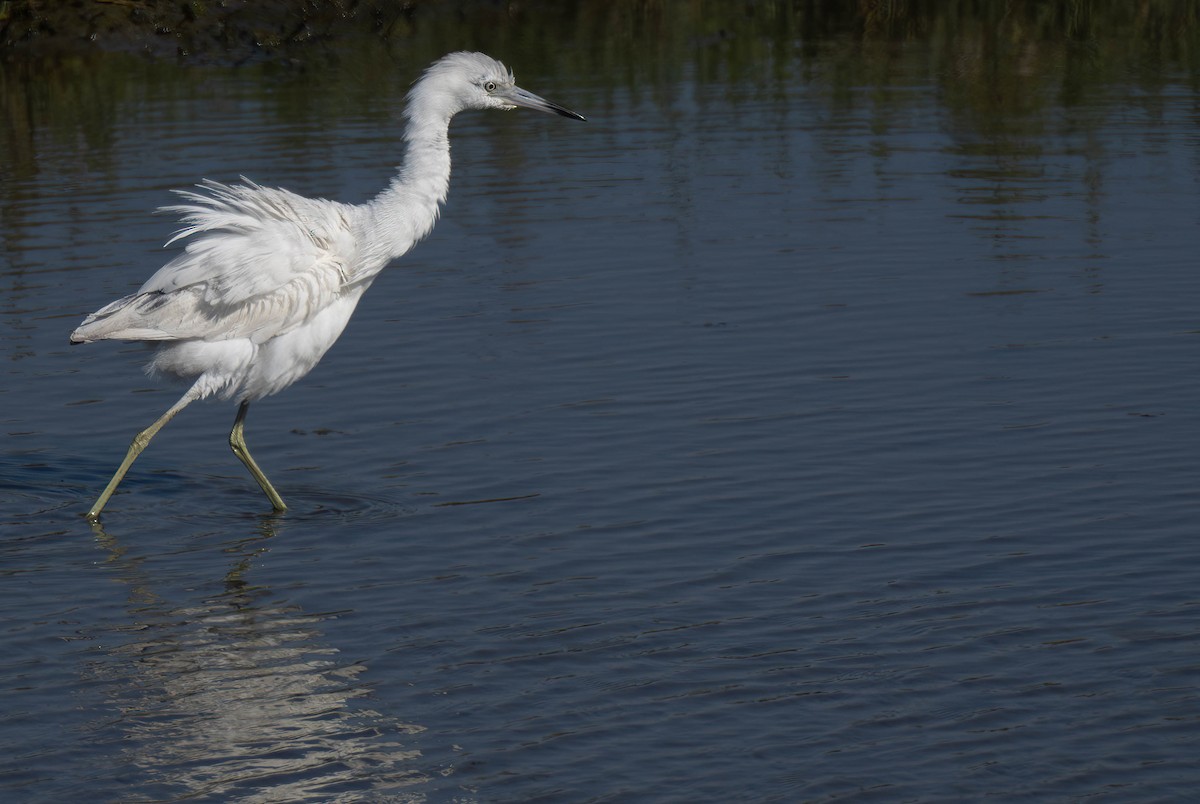 Little Blue Heron - ML620441160