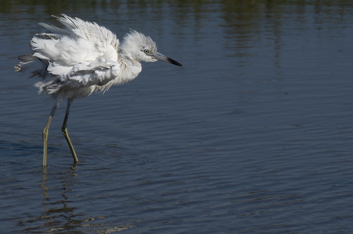 Little Blue Heron - ML620441161