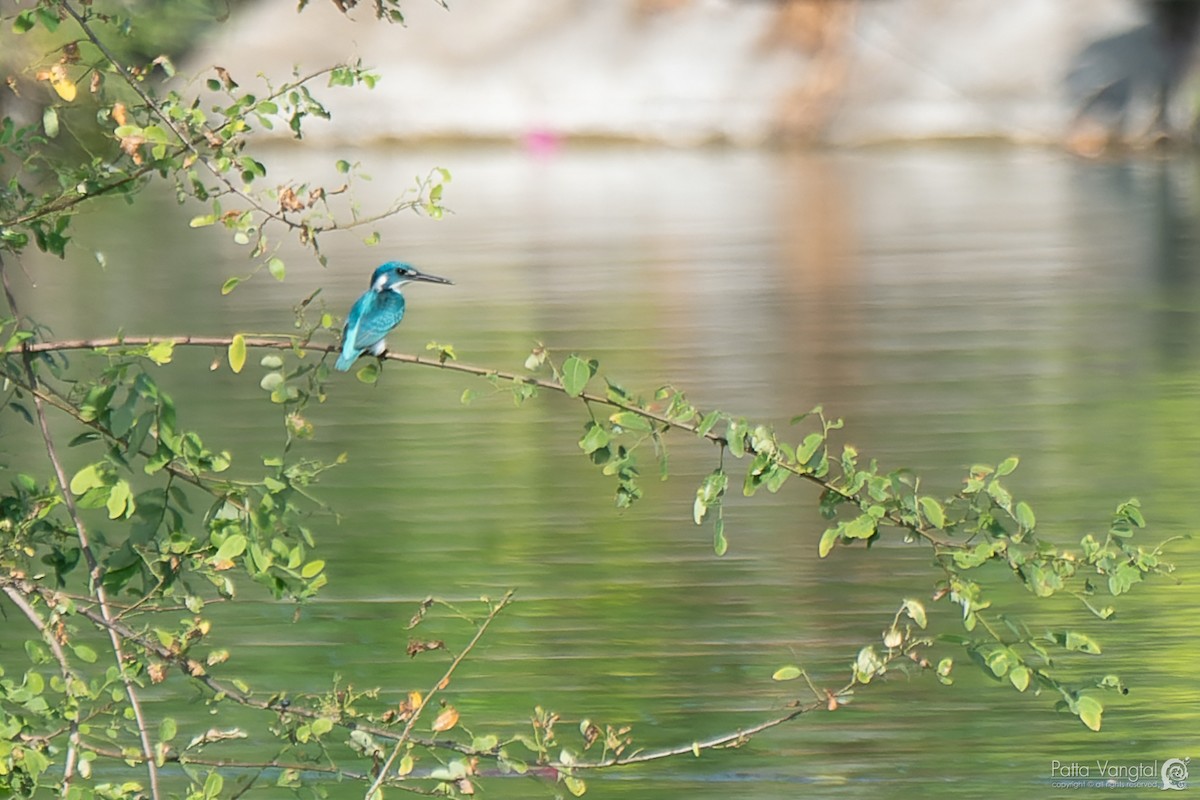 Small Blue Kingfisher - ML620441167