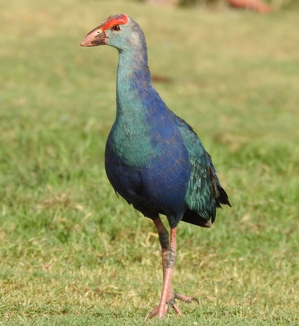 Gray-headed Swamphen - ML620441174