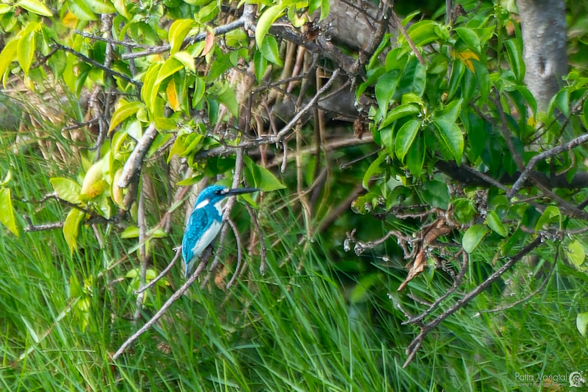 Small Blue Kingfisher - Pattaraporn Vangtal