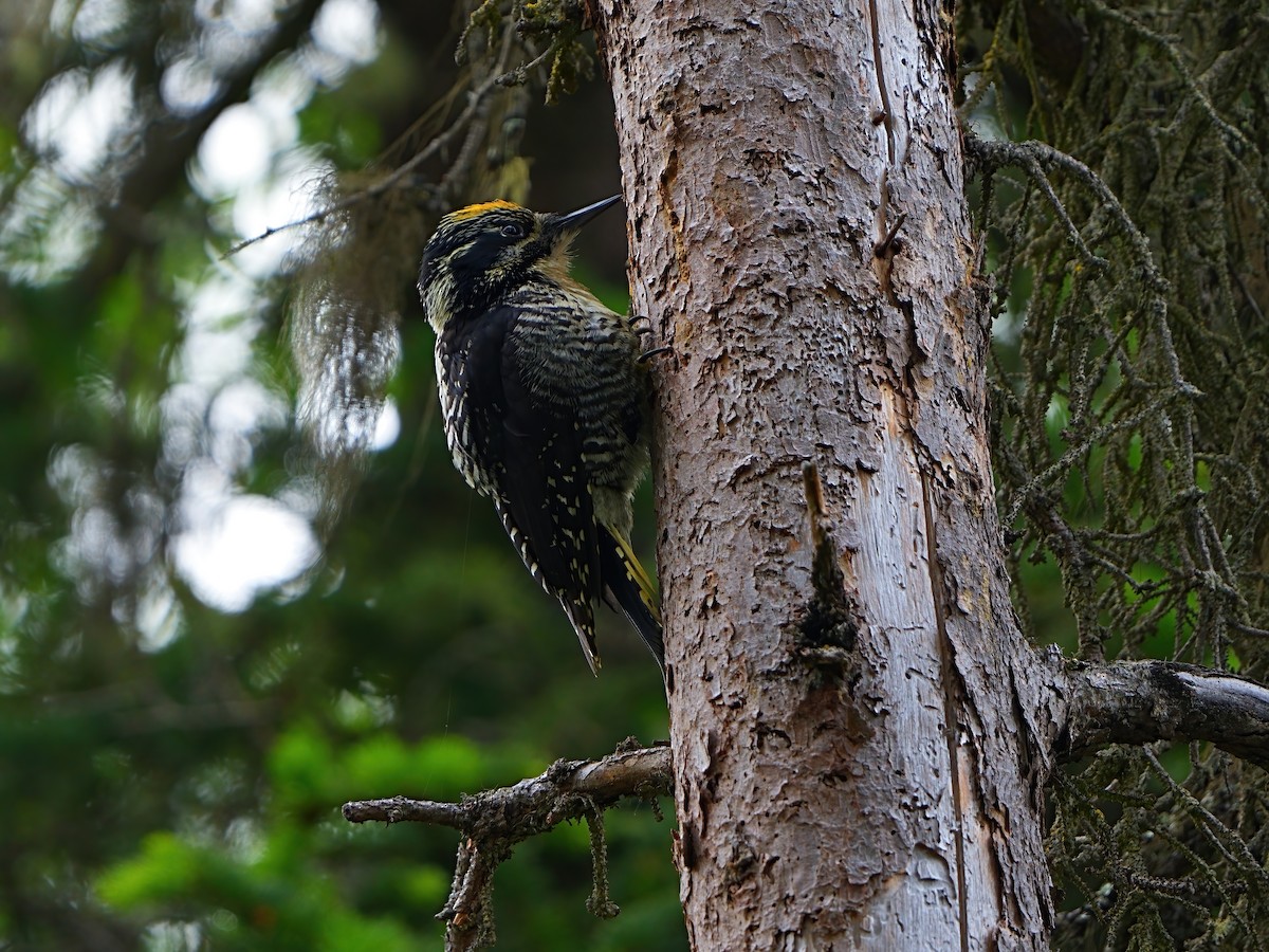 American Three-toed Woodpecker - ML620441179