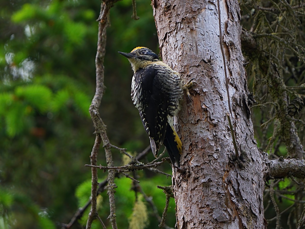 American Three-toed Woodpecker - ML620441180