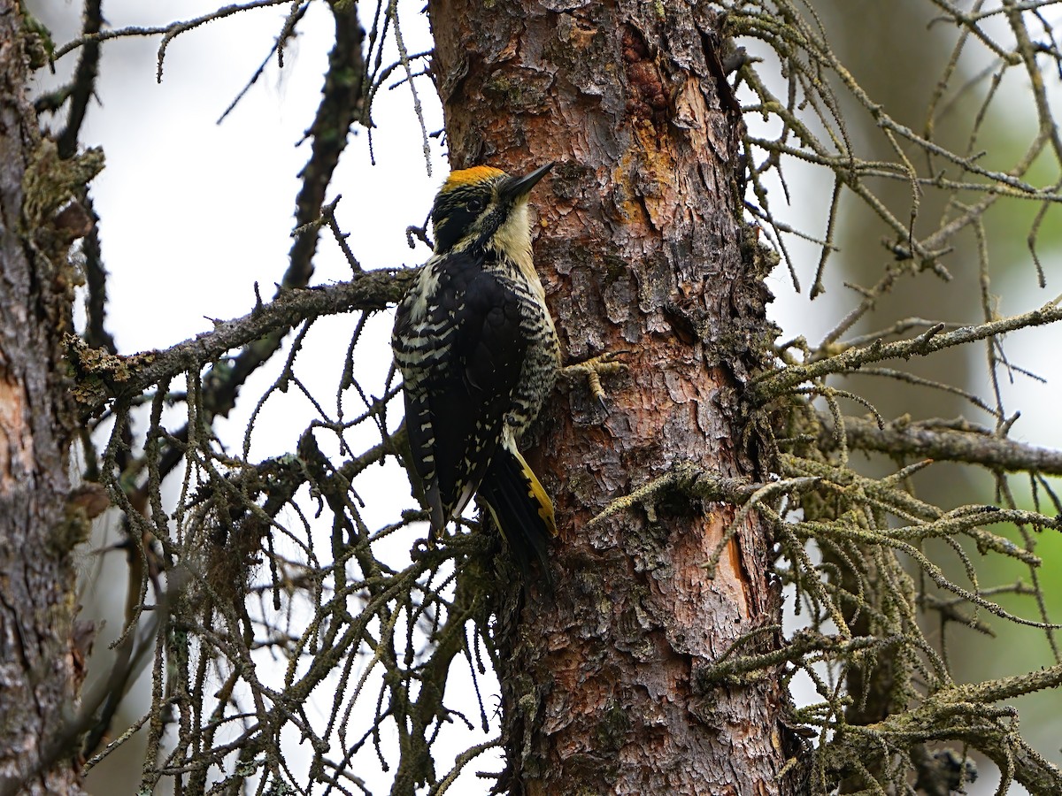 American Three-toed Woodpecker - ML620441181