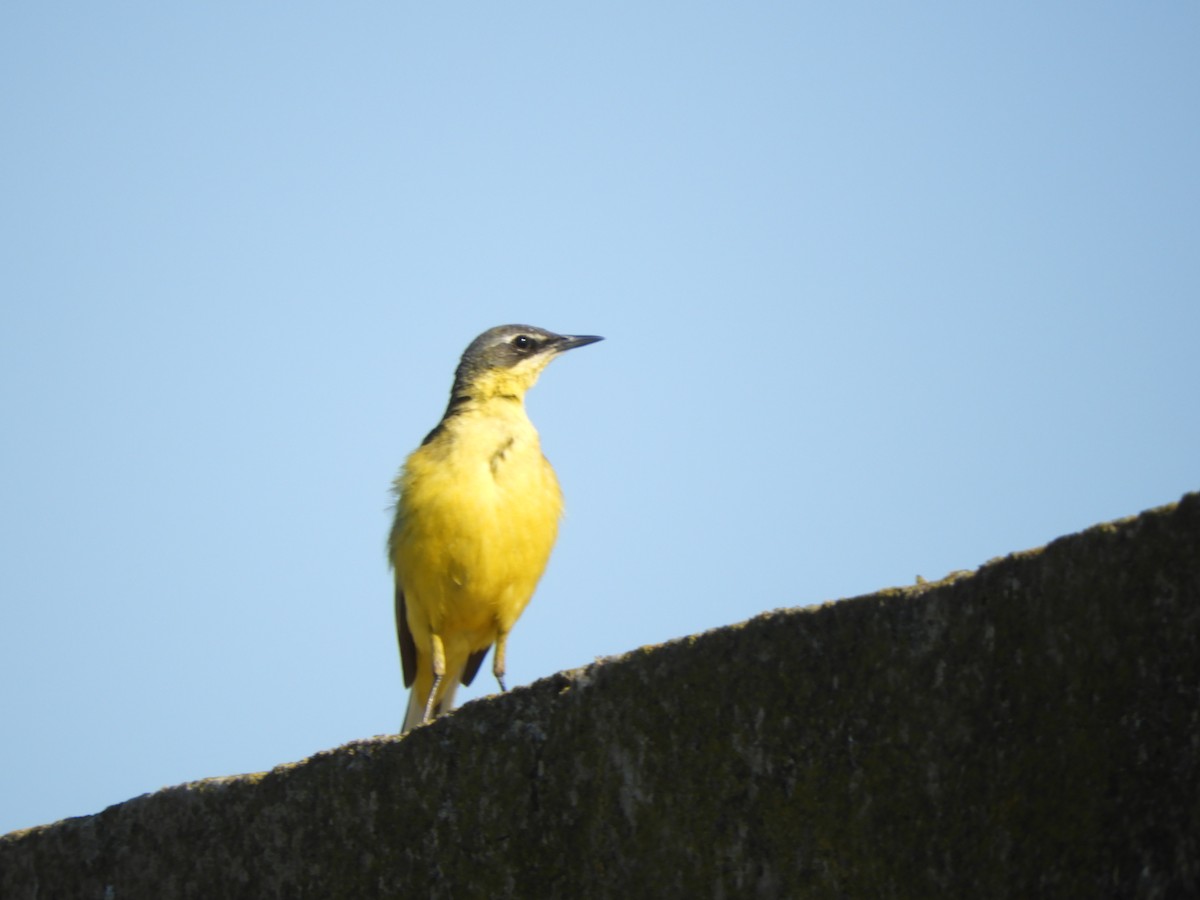 Western Yellow Wagtail - ML620441185