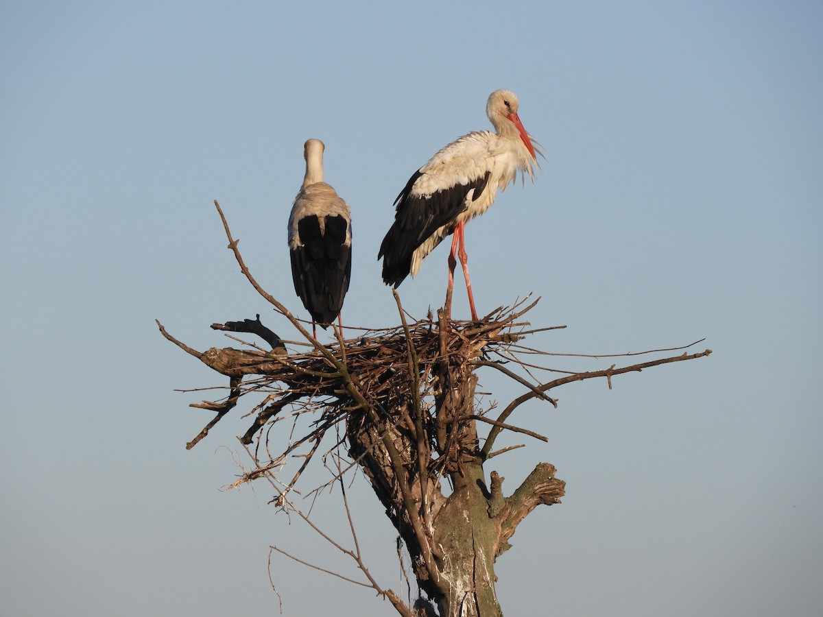 White Stork - Miroslav Mareš