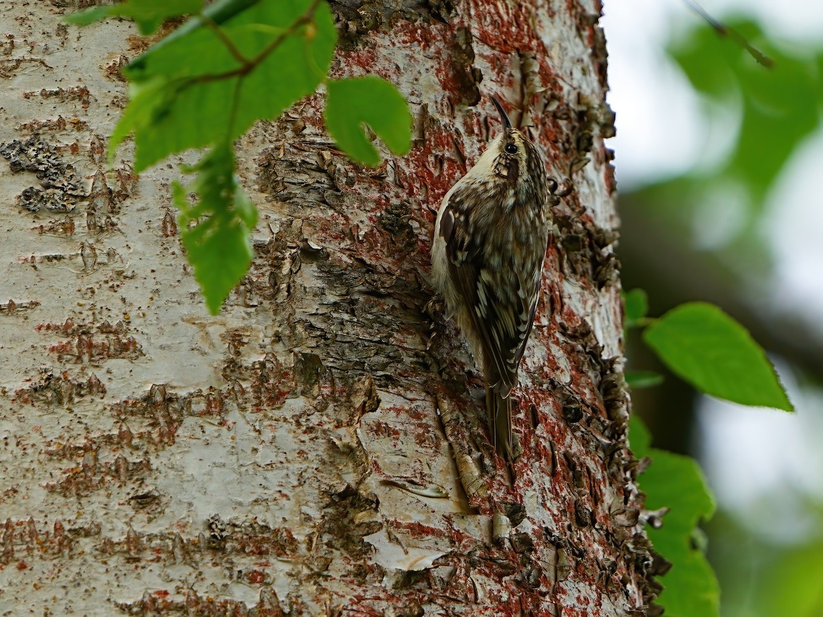 Brown Creeper - ML620441190