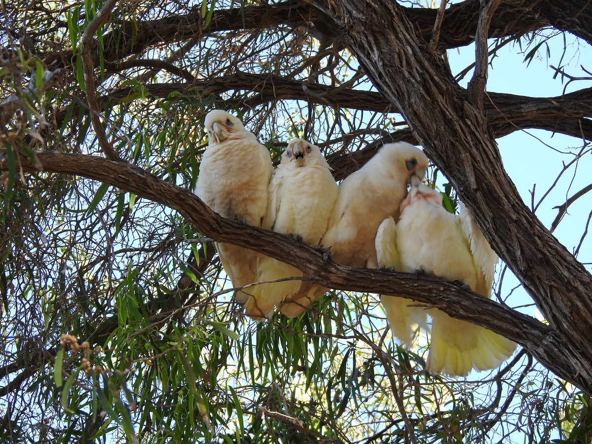 Cacatoès corella - ML620441192