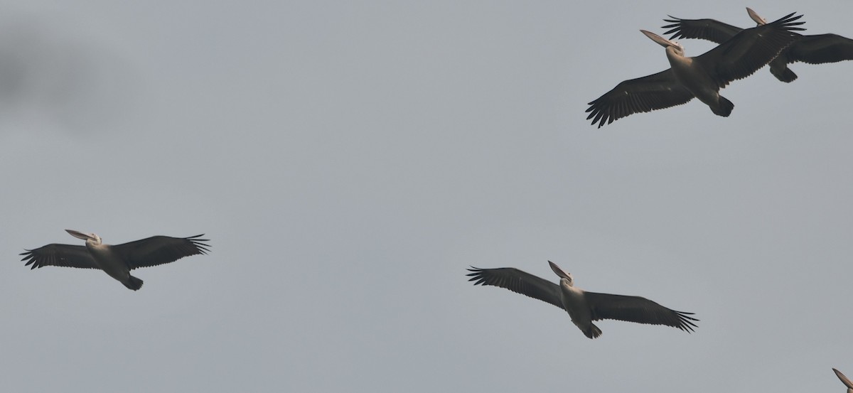 Spot-billed Pelican - ML620441193