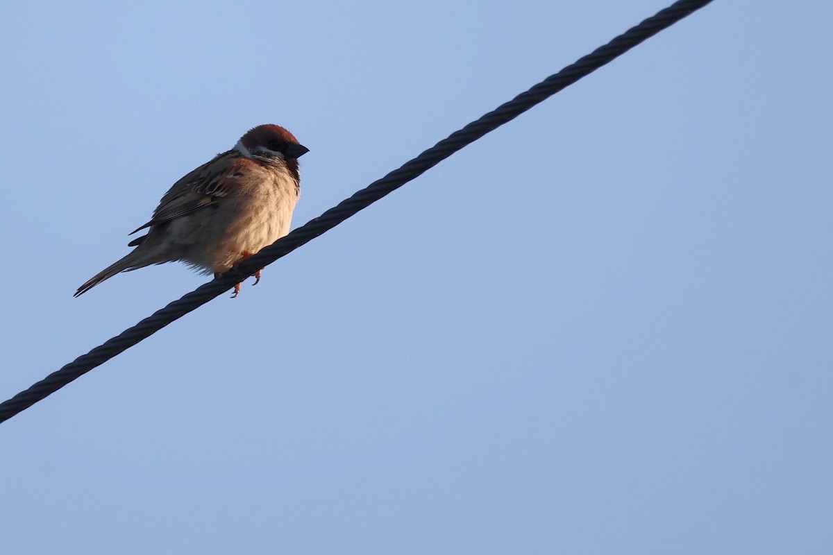 Eurasian Tree Sparrow - ML620441195