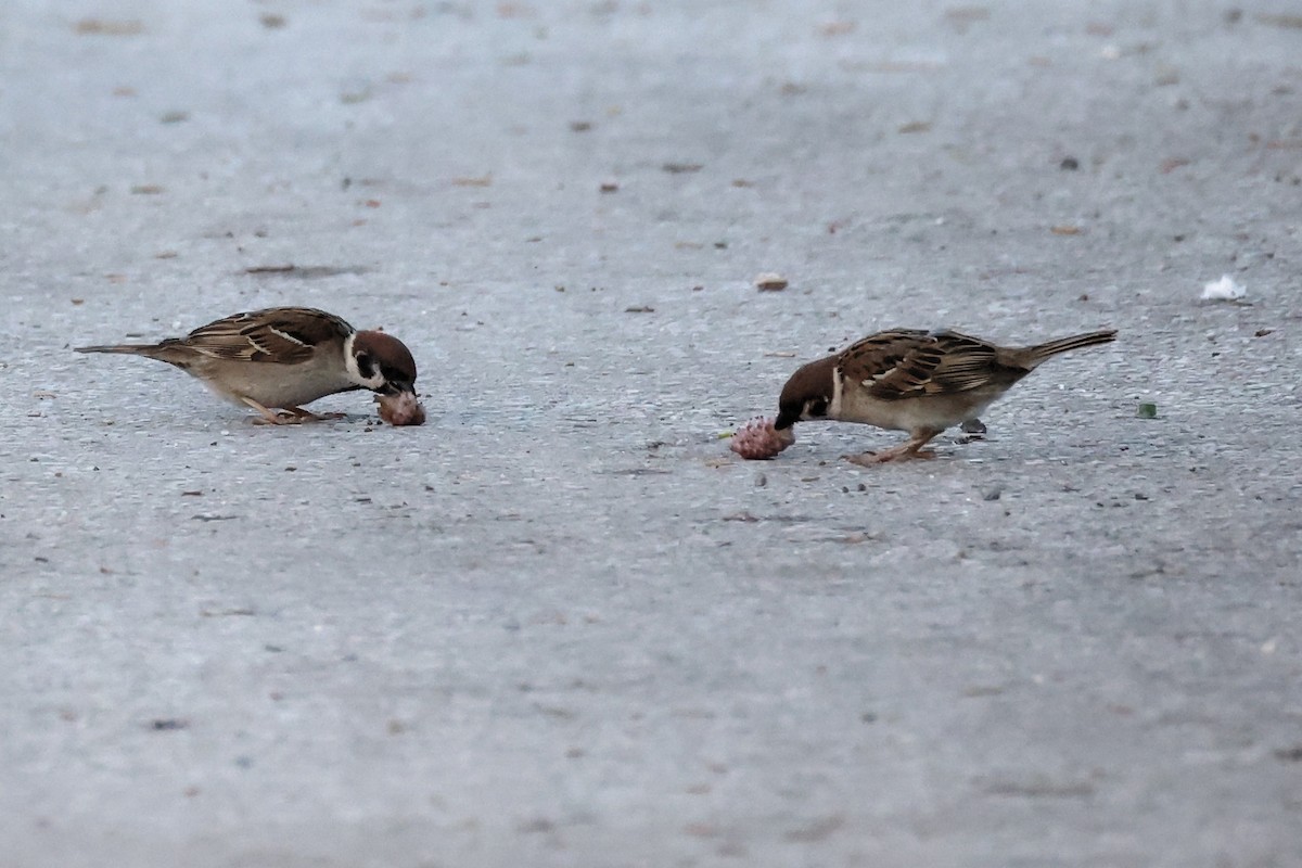 Eurasian Tree Sparrow - ML620441196