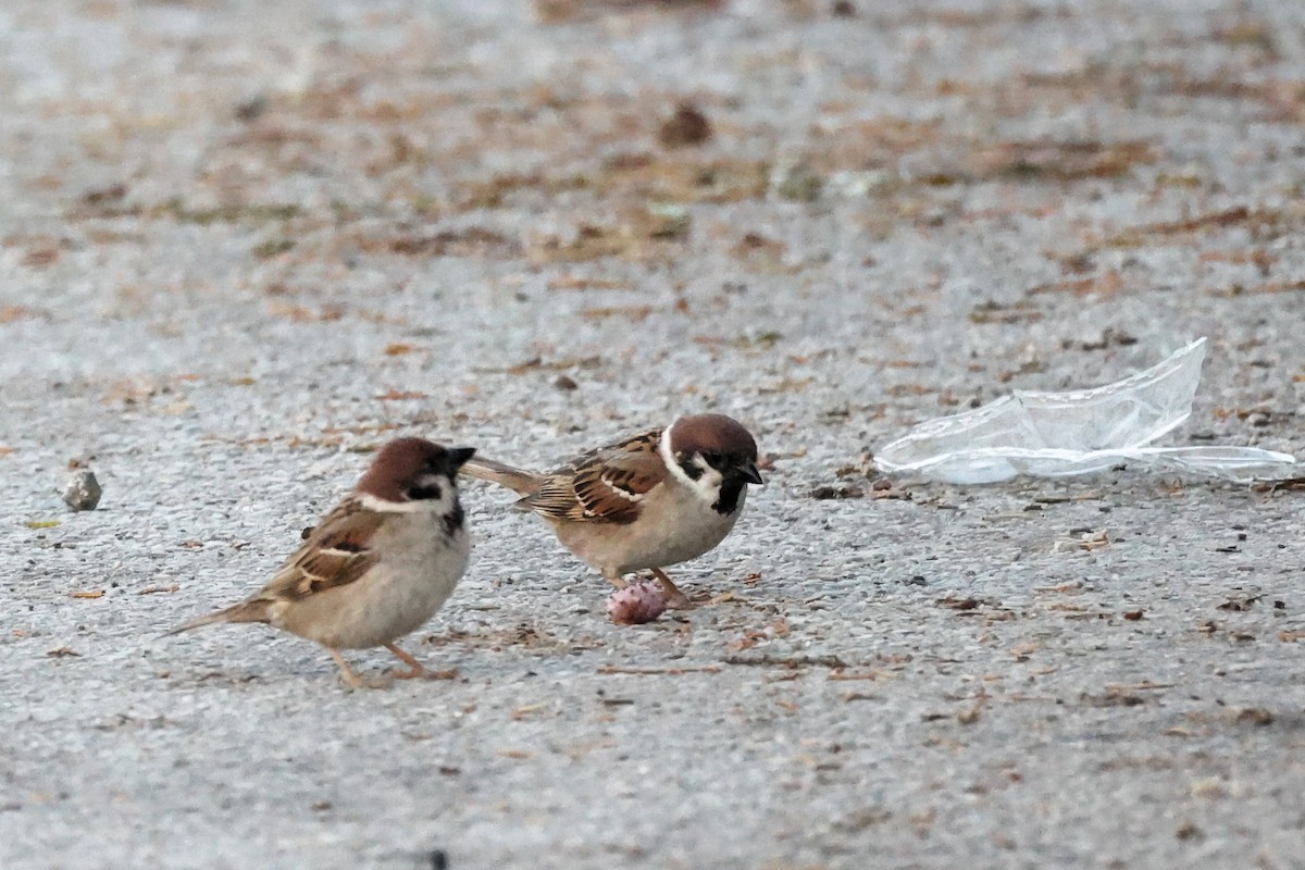 Eurasian Tree Sparrow - ML620441197