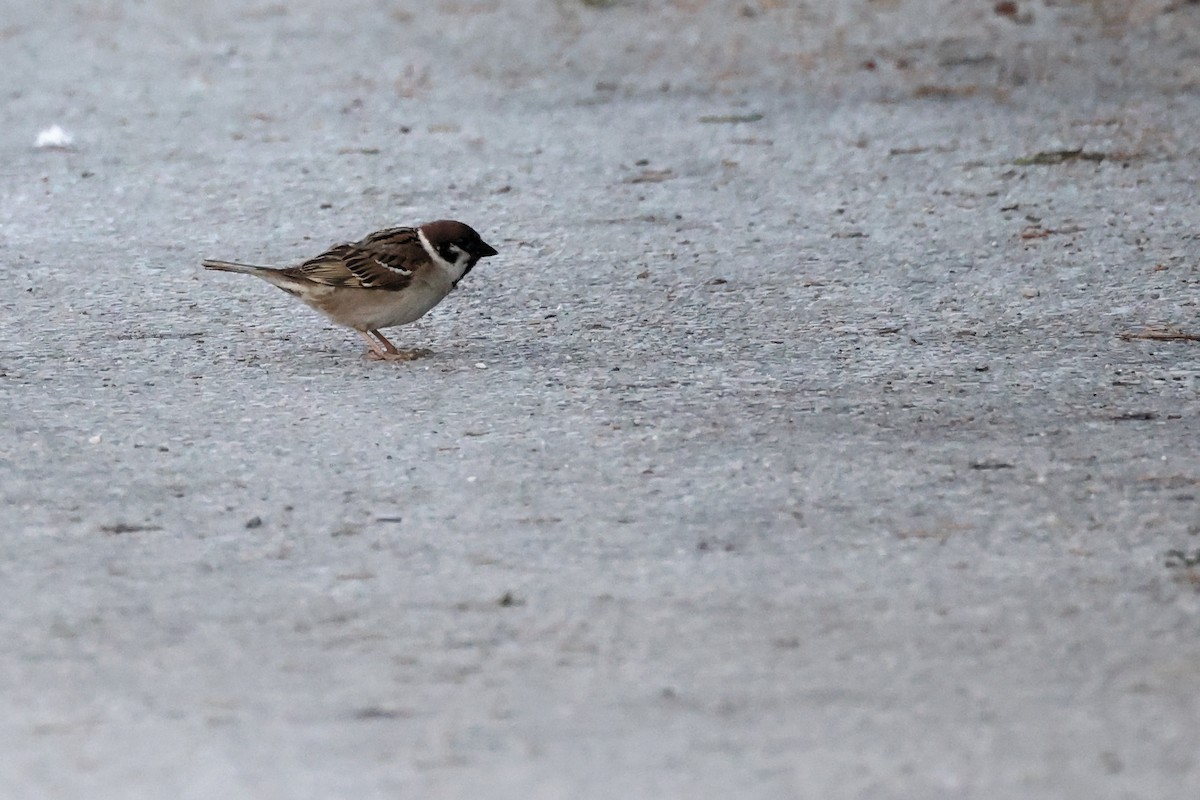 Eurasian Tree Sparrow - ML620441200