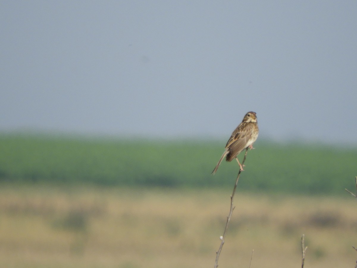 Corn Bunting - ML620441204