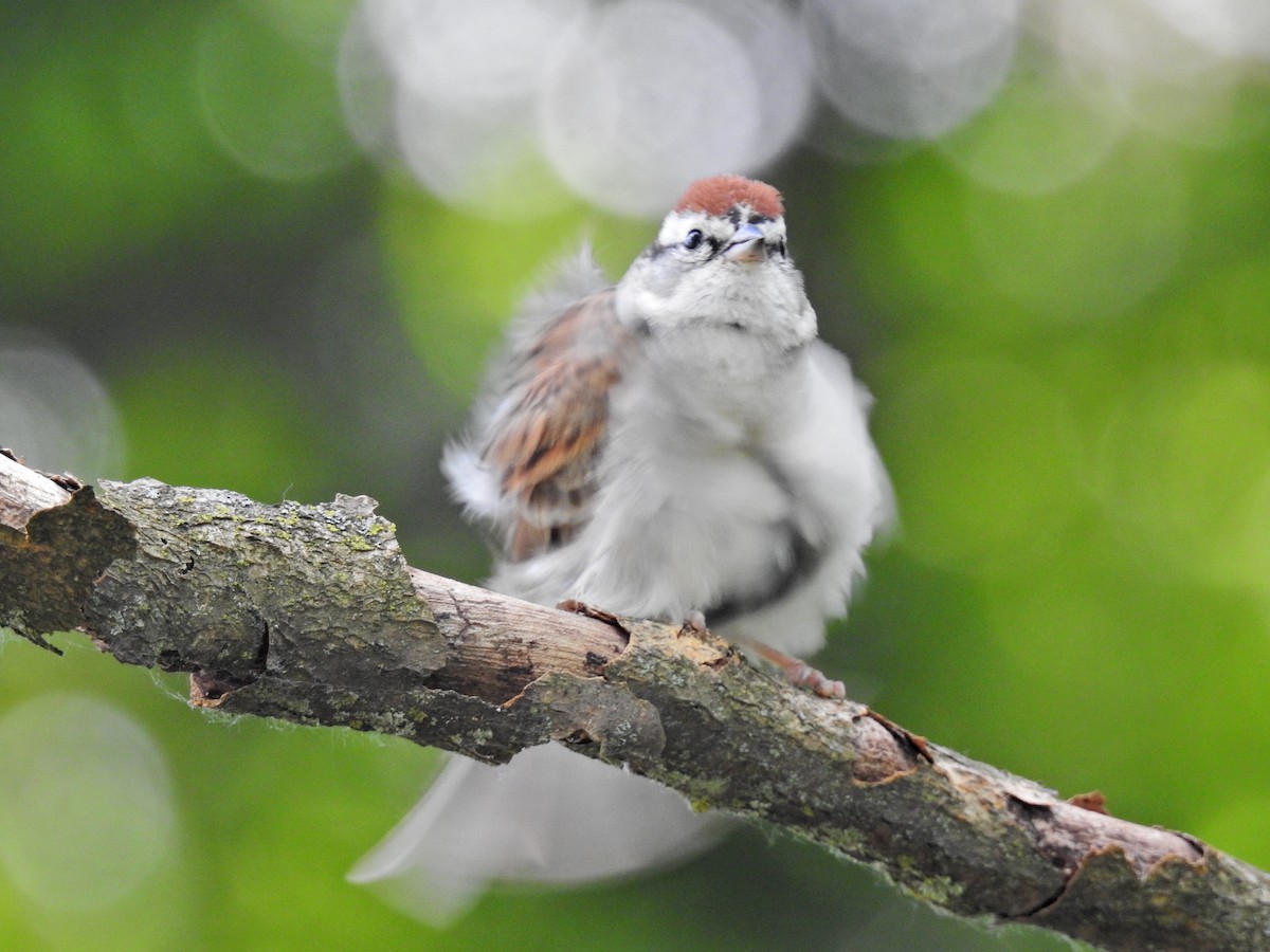 Chipping Sparrow - ML620441206